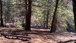 Hiking Through Mighty Deschutes National Forest Above Metolius River – Central Oregon
