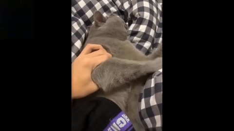 Cute cat smells owner's sock🤣.