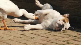 This Bulldog Raised A Duck And They Are Friends For Life