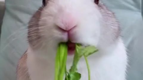 Bunny Eat Corinder