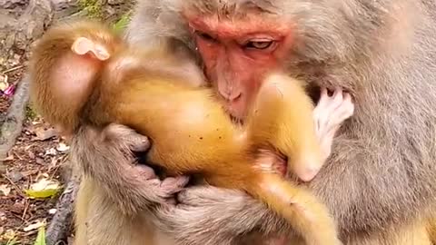cute baby monkey pet in forest