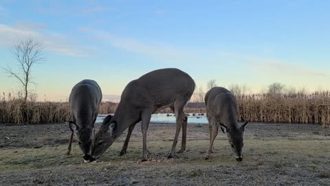 Feeding the Deer and Cranberry Apple Pie