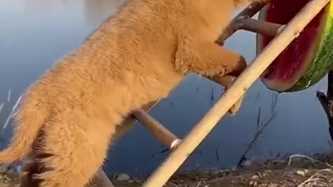 Animals Doing Things | funny animal videos 2021🐶🐶