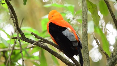 A black and orange finch