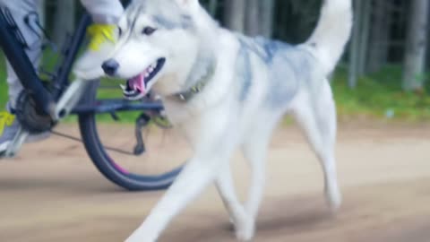 Funny dog walking with bicycle #mayafunnyvideo