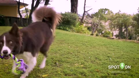 SpotOn Virtual Fence Uses GPS Technology to Keep Your Dog in Bounds_NT