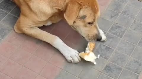 Streets dog feeding.