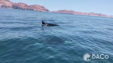 Amazing Killer Whale Pod Encounter