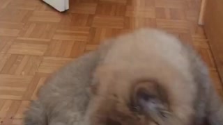 Puppy plays with the tail