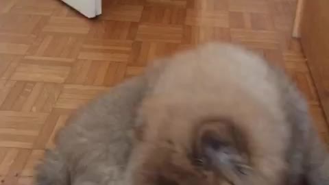 Puppy plays with the tail