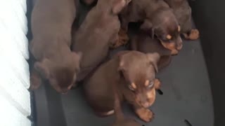 Small dogs or beutifull