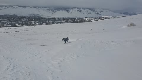 Doggo in Reno snow 03.01.23