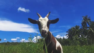 Filming a Goat So Cute