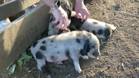 The Mini Pig Family