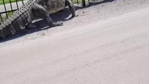 Giant alligator bends metal fence while forcing its way through.