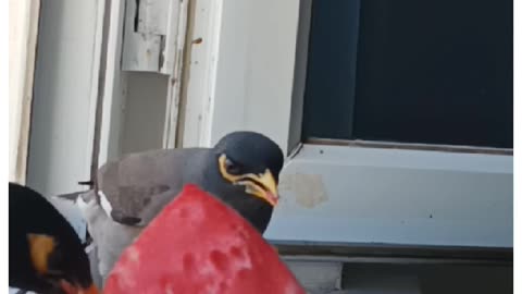 It's very funny to watch the birds eating sweet watermelon!