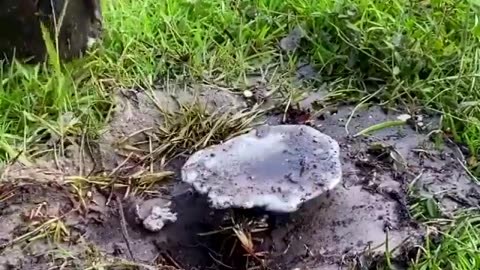 Casting a Fire Ant Colony with Molten Aluminum