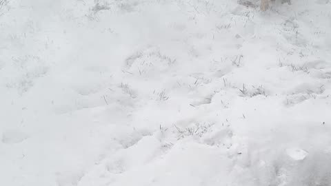 Heeler Bites At Blowing Snow