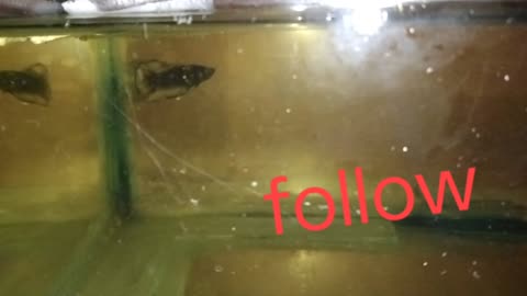 Plakat #Betta fish watch 😀 new videos by #GBM FISH CARE