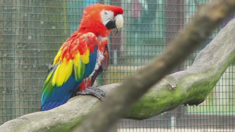 birds Amazonian red