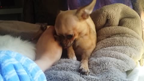 Chihuahua Jealous for Attention