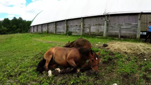 Caballos árabes ruedan con alegría luego de una caminata matutina