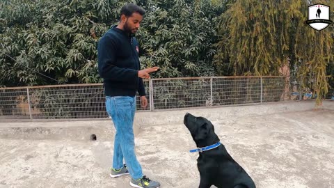 10 Dog Training