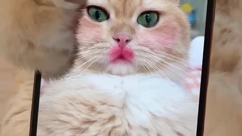 When Cat starts Make-up... Funny video control your laugh