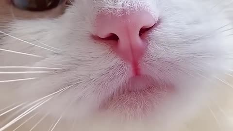 cute kitty meows