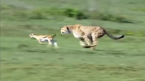 Cheetah Attacks Baby impala