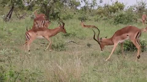 Impala rams fighting