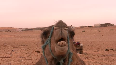 Camel takes photo