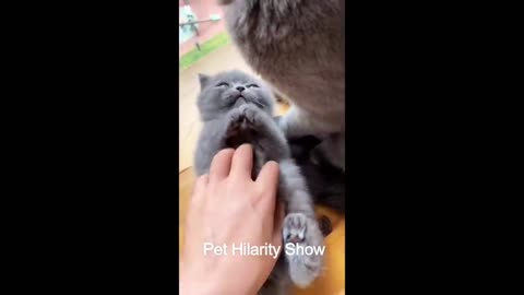 😸Watch Cats Quench Their Thirst in the Cutest Way | Funny cat videos😸 | funny cat😸-2023