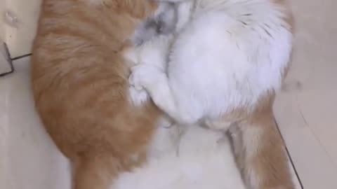 Two Cats Engage in a Brutal Battle for Supremacy.