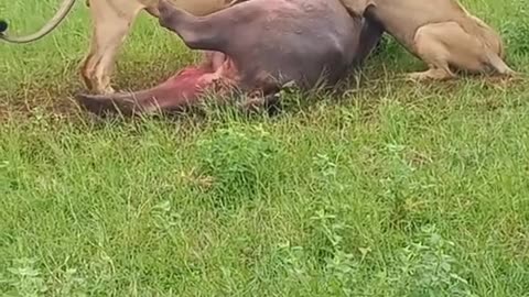 Lions devour a hippopotamus still alive.