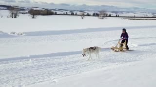 Cinematic drone footage of Husky Dog Sledding