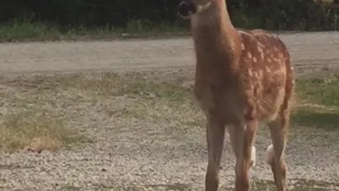 Baby fawn sees little dog