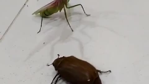 Two insects are fighting