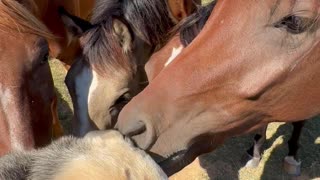 Young Group of Horses Sniff German Shepherd