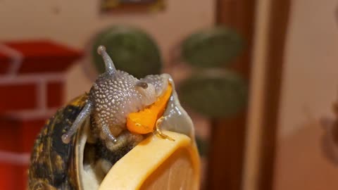 🐌 Garden Snail's Delight: Munching on Crunchy Carrots! 🥕