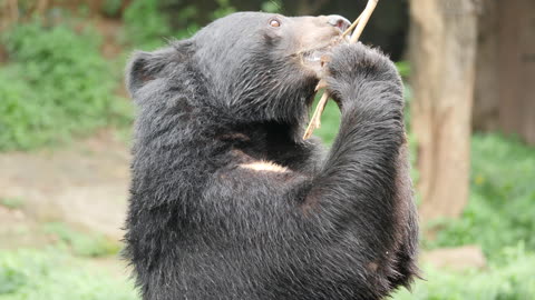 Life Of Wildlife Asian Black Bear In Forest