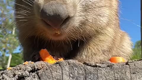 Wombat eating