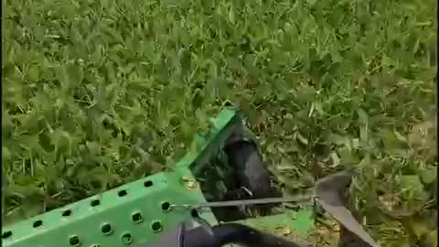 A Farmer Destroying His Crops Part 2