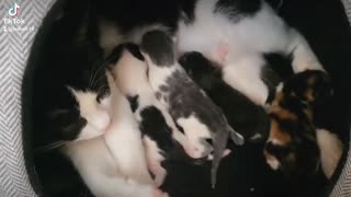 The baby kittens week old