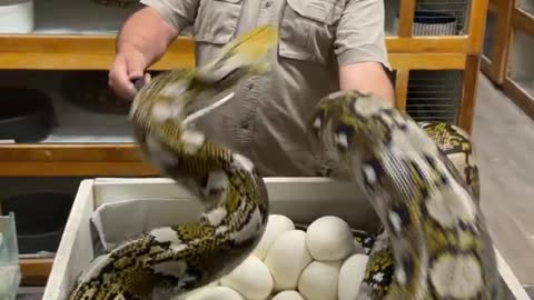 ANGRY SNAKE MOTHER || KEEPING HIS EGGS