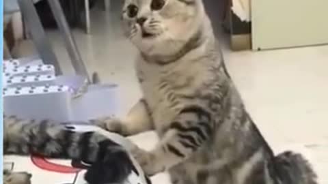 Top funny cat😄|| cat enjoyment