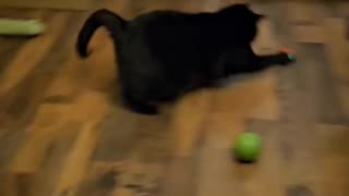 Cat attacks a strawberry
