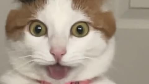 Cat Sniffs Fand Goes Crazy 😵