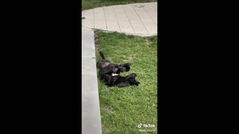 Happy Doggos Compilation 🐶😄 Heartwarming Dog Videos 🐶🐾