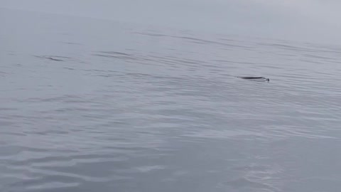 Flying Fish Photobombs Dolphin Pod at Play